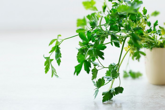 Guide to Fresh Herbs – Part 2