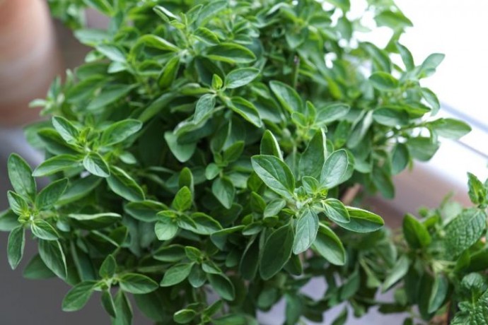 Guide to Fresh Herbs – Part 2