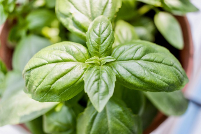 Guide to Fresh Herbs – Part 1