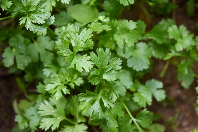 Guide to Fresh Herbs – Part 1
