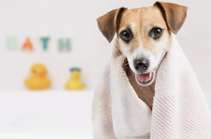 Nifty Cleaning Tips for Pet Owners