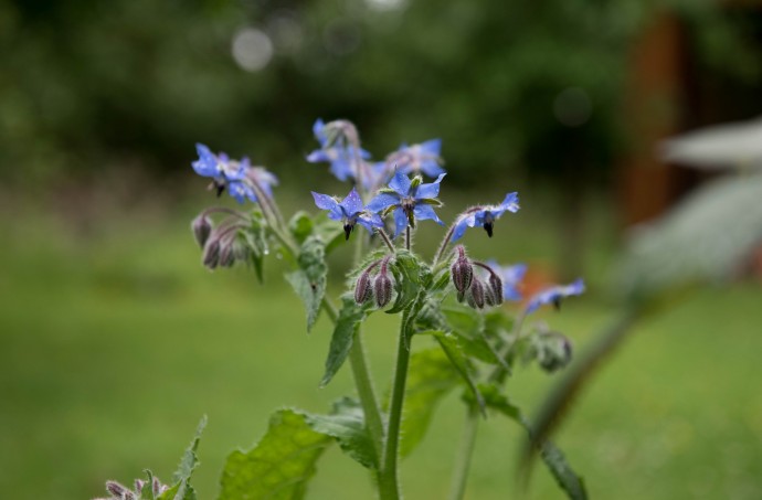 Guide to Fresh Herbs – Part 2