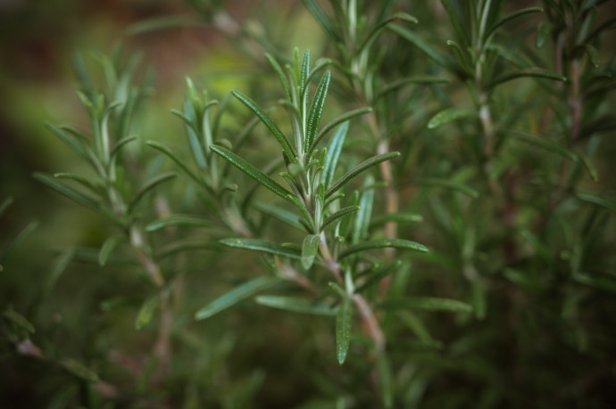 Guide to Fresh Herbs – Part 1